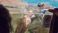 Die Schildkr&ouml;te wird gef&uuml;ttert.